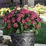 Пентас ланцетовидный (Pentas lanceolata)