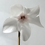 Цикламен персидский (Cyclamen persicum)