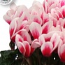 Цикламен персидский (Cyclamen persicum) Цикламен персидский (Cyclamen persicum)