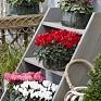 Цикламен персидский (Cyclamen persicum)