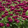 Цинния изящная (Zinnia elegans) Цинния изящная (Zinnia elegans)