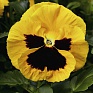 Виола Виттрока (Viola wittrockiana) Виола Виттрока (Viola wittrockiana)