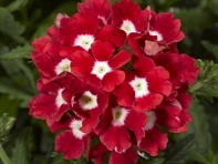 Вербена гибридная (Tuscany F1)