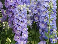 Дельфиниум высокий (Guardian F1)