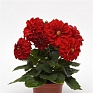 Георгина гибридная (Dahlia hybrida)