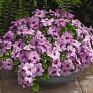 Бальзамин Уоллера (Impatiens walleriana)