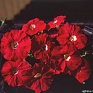 Петуния ампельная гибридная (Petunia x hybrida) Петуния ампельная гибридная (Petunia x hybrida)