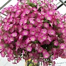 Петуния ампельная гибридная (Petunia х hybrida)