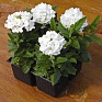 Вербена гибридная (Verbena hybrida)
