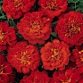 Бархатцы отклоненные (Tagetes patula)