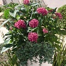 Пентас ланцетовидный (Pentas lanceolata)