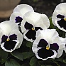 Виола Виттрока (Viola wittrockiana) Виола Виттрока (Viola wittrockiana)