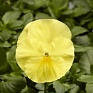 Виола Виттрока (Viola wittrockiana)