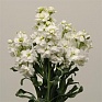 Левкой седой (Matthiola incana)