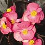 Бегония вечноцветущая (бронзовая листва) (Begonia semperflorens)