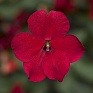 Бальзамин Уоллера ампельный (Impatiens walleriana) Бальзамин Уоллера ампельный (Impatiens walleriana)