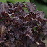 Базилик благородный (Ocimum basilicum) Базилик благородный (Ocimum basilicum)