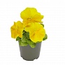 Виола виттрока (Viola wittrockiana) Виола виттрока (Viola wittrockiana)