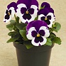 Виола Виттрока (Viola wittrockiana) Виола Виттрока (Viola wittrockiana)