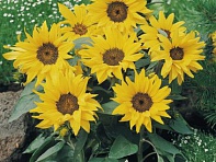 Подсолнечник летний (Pacino)