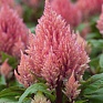 Целозия метельчатая (Celosia plumosa)