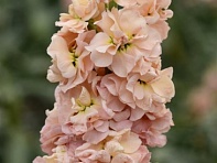 Левкой седой (Column)