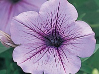 Петуния ампельная гибридная (Opera Supreme F1)