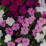 Бальзамин Уоллера (Impatiens walleriana) Бальзамин Уоллера (Impatiens walleriana)