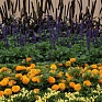 Бархатцы прямостоячие (Tagetes erecta) Бархатцы прямостоячие (Tagetes erecta)