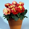 Виола Виттрока (Viola wittrockiana)