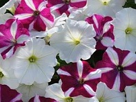 Петуния ампельная гибридная (Easy Wave F1)