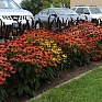 Эхинацея гибридная (Echinacea purpurea)