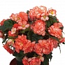 Бегония клубневая махровая (Begonia tuberhybrida) Бегония клубневая махровая (Begonia tuberhybrida)