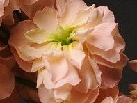 Левкой седой (Katz)