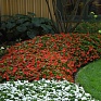 Бальзамин Уоллера (Impatiens walleriana)