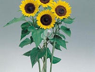 Подсолнечник летний (Sunrich F1)