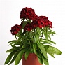 Гвоздика турецкая (Dianthus barbatus)