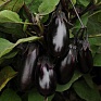 Баклажан (Solanum melongena) Баклажан (Solanum melongena)