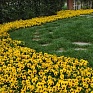 Виола виттрока (Viola wittrockiana) Виола виттрока (Viola wittrockiana)