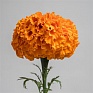 Бархатцы прямостоячие (Tagetes erecta) Бархатцы прямостоячие (Tagetes erecta)