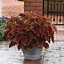 Колеус гибридный (Coleus х hybrida) Колеус гибридный (Coleus х hybrida)