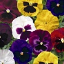 Виола Виттрока (Viola wittrockiana) Виола Виттрока (Viola wittrockiana)