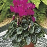 Цикламен персидский (Cyclamen persicum)