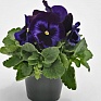 Виола виттрока (Viola wittrockiana) Виола виттрока (Viola wittrockiana)
