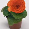 Бегония клубневая махровая (Begonia tuberhybrida)