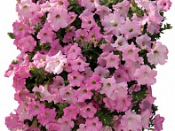 Петуния ампельная гибридная (Diamond F1)