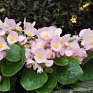 Бегония вечноцветущая (зеленая листва) (Begonia semperflorens)
