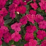 Бальзамин Уоллера (Impatiens walleriana) Бальзамин Уоллера (Impatiens walleriana)