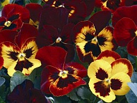 Виола Виттрока (Mariposa F1) Виола Виттрока (Mariposa F1)