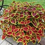 Колеус гибридный (Coleus х hybrida) Колеус гибридный (Coleus х hybrida)